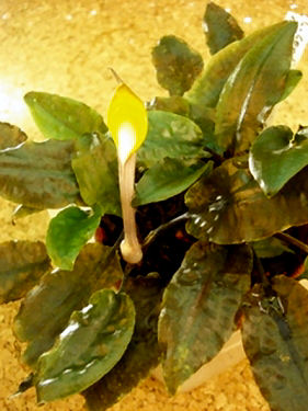 Cryptocoryne cordata siamensis Loc: NJT5-52