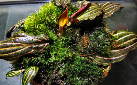 Cryptocoryne cordata var. siamensis (Gagnep.) N. Jacobsen and D. Sookchaloem forma. 'Rosanervig'