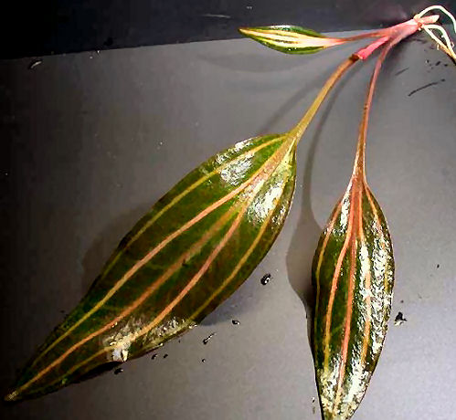 Cryptocoryne cordata siamensis var. 'Rosanervig'