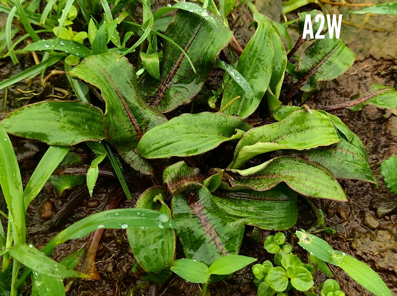 Cryptocoryne spiralis var cognatoides   FBC101/2017