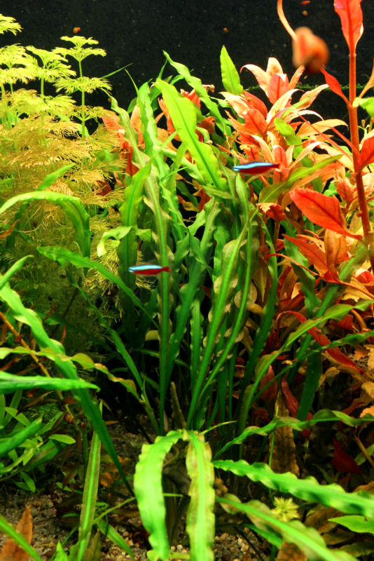 Cryptocoryne spiralis