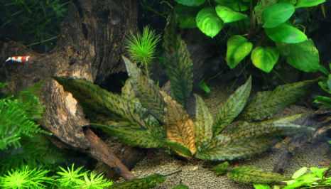 Cryptocoryne striolata