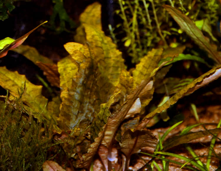 Cryptocoryne undulata