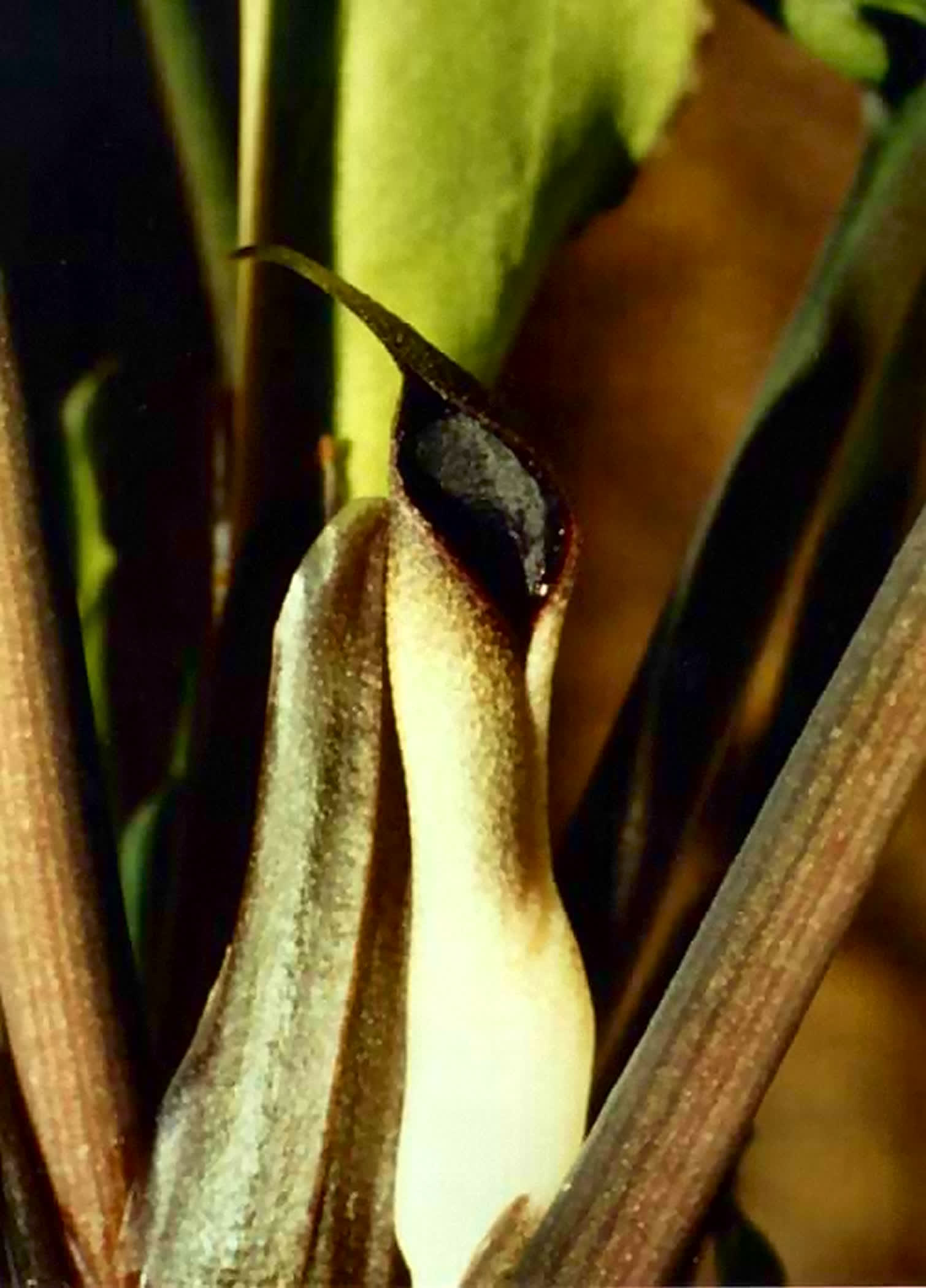 Cryptocoryne vietnamensis