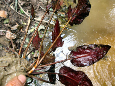 Cryptocoryne villosa