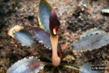 Cryptocoryne wendtii brown emersed