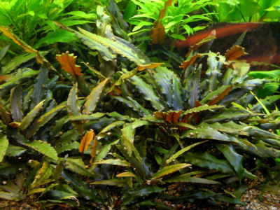 Cryptocoryne wendtii (Brown)