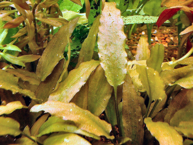 Cryptocoryne wendtii brown submersed