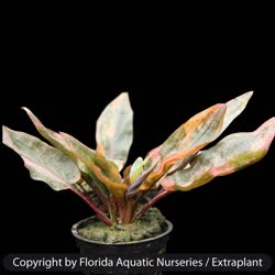 01-0-copr_2009-florida_aquatic_nurseriest.jpg