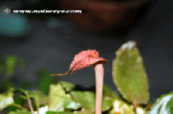 02-0-Copr_2012_Natureeyet.jpg