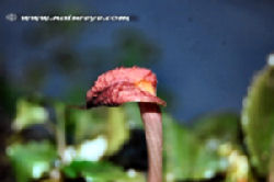 03-0-Copr_2012_Natureeyet.jpg