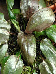 Cryptocoryne_purpurea.jpg