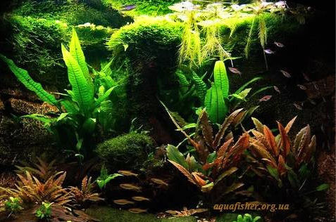 Cryptocoryne x purpuraea