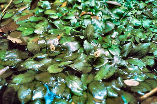 Image of Cryptocoryne timahensis