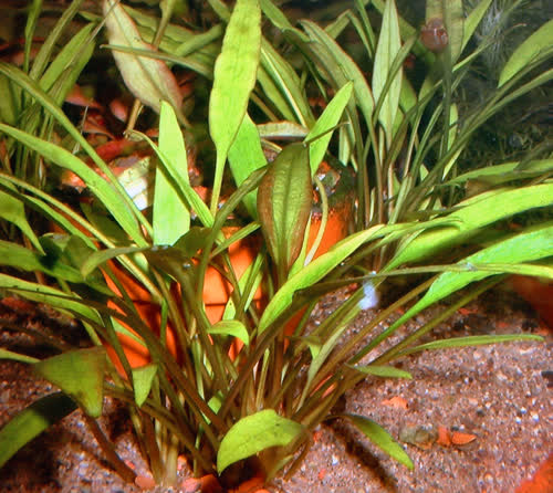 Cryptocoryne x wilissii