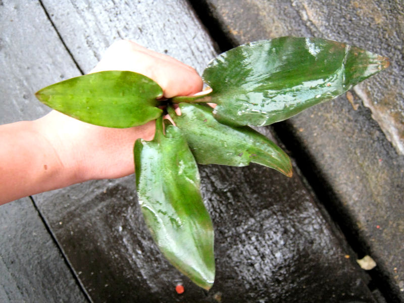 Cryptocoryne zaidiana Ipor & Tawan