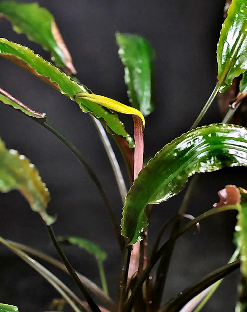 Cryptocoryne usteriana x Cryptocoryne walkeri Neils Jacobsen cross