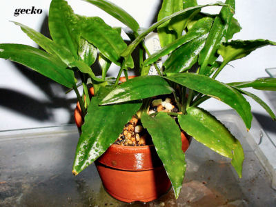 Cryptocoryne species Muarateweh