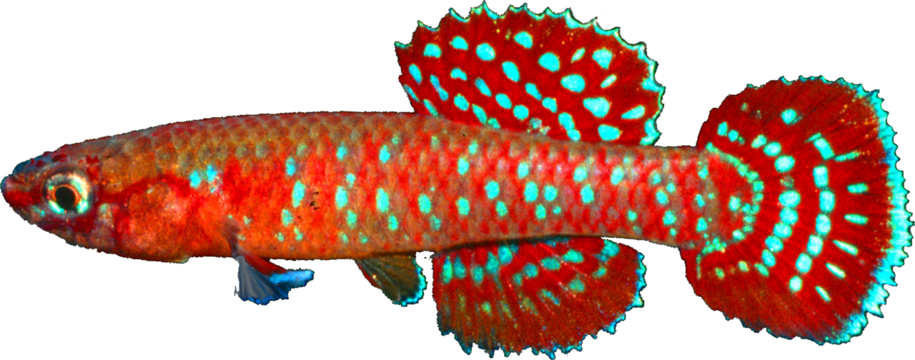 Aphyosemion abacinum