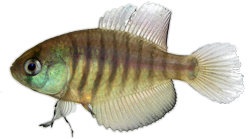 00-0-Copr-2025-Robert_Ellermannt.png
