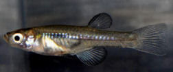 Aplocheilichthys antinorii