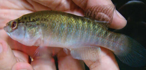 Cynolebias akroa