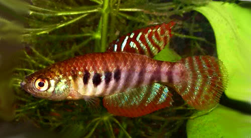 Hypsolebias alternatus