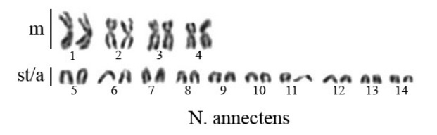 karyotype