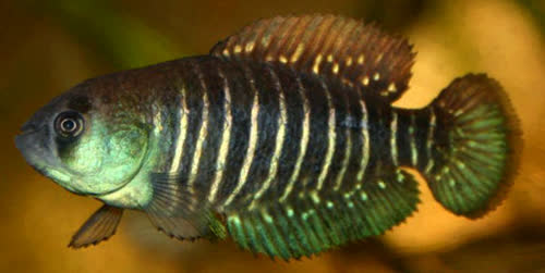 Austrolebias arachan