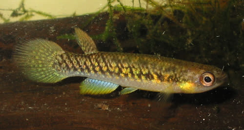 Prorivulus auriferus