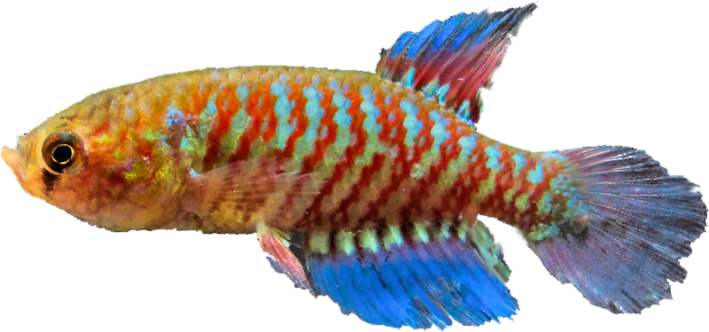 Papiliolebias ashleyae