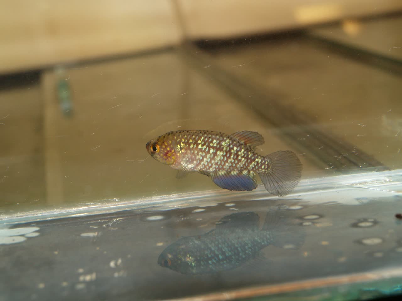 Los_Palmares_BPB_2015-26