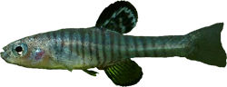 ASQ -  Kosswigichthys asquamatus
