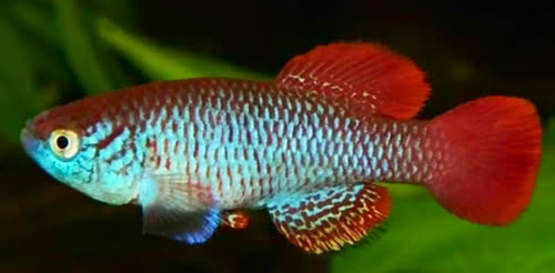 Nothobranchius attenboroughi