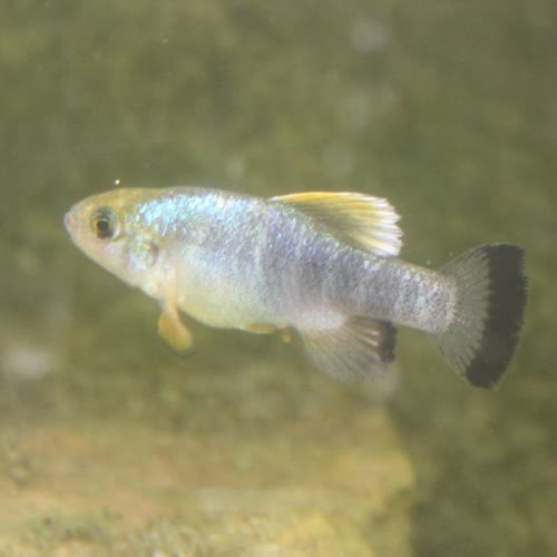 Cyprinodon atrorus