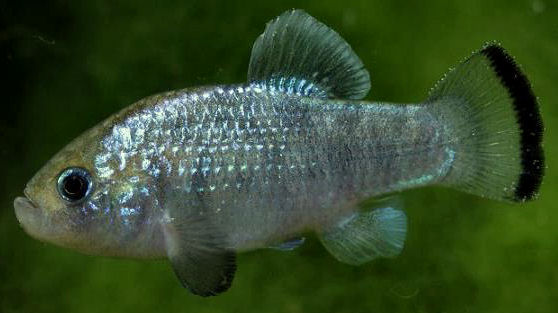 Cyprinodon alvarezi