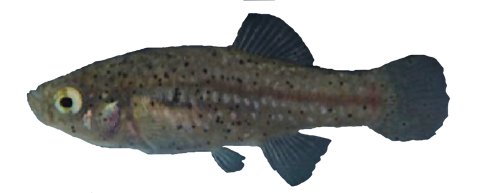 Paraphanius alexandri