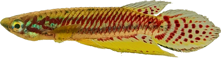 Epiplatys bifasciatus bifasciatus