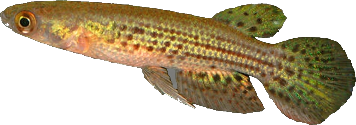 BAL - Trigonectes balzanii