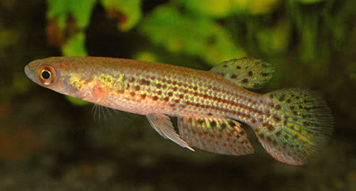 Trigonectes balzanii