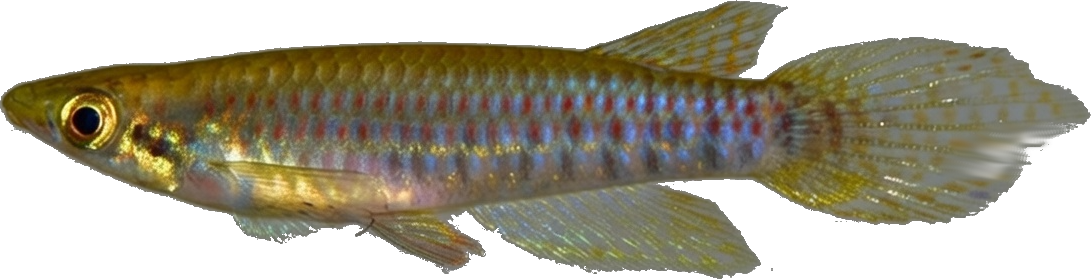 BAR - Epiplatys barmoiensis