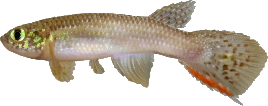 BCR - Moema boticarioi