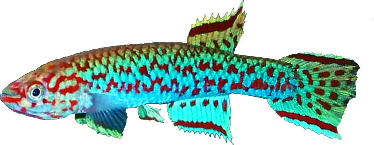 Scriptaphyosemion bertholdi