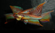 00-0-Copr_2007-Aquariamant.jpg