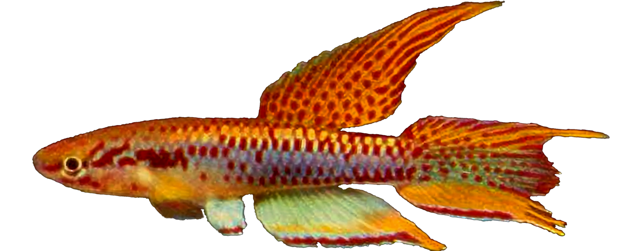 Aphyosemion bitaeniatum