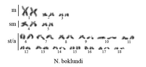 karyotype