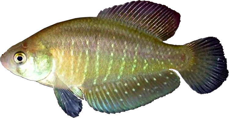 Austrolebias bellottii