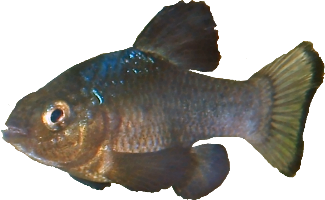 Cyprinodon bobmilleri
