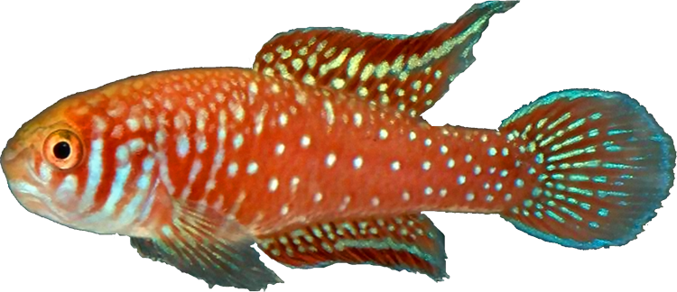 Simpsonichthys boitonei