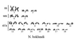 karyotype -  2n=36